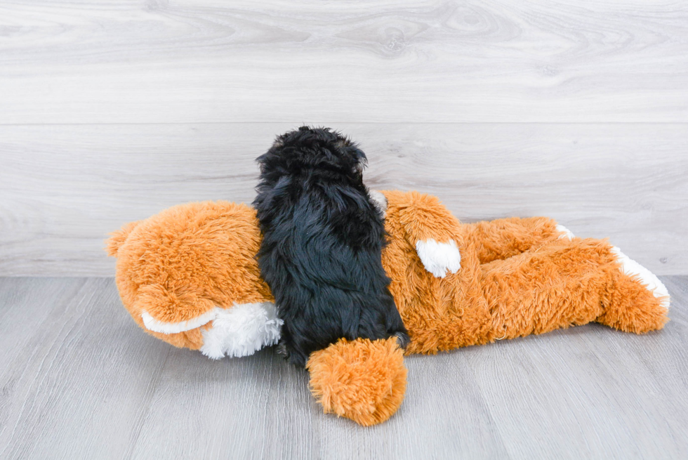 Petite Morkie Designer Pup