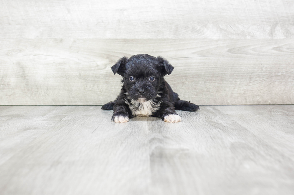 Energetic Yorkie Designer Puppy