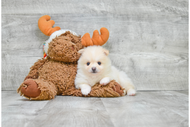 Small Pomeranian Purebred Pup