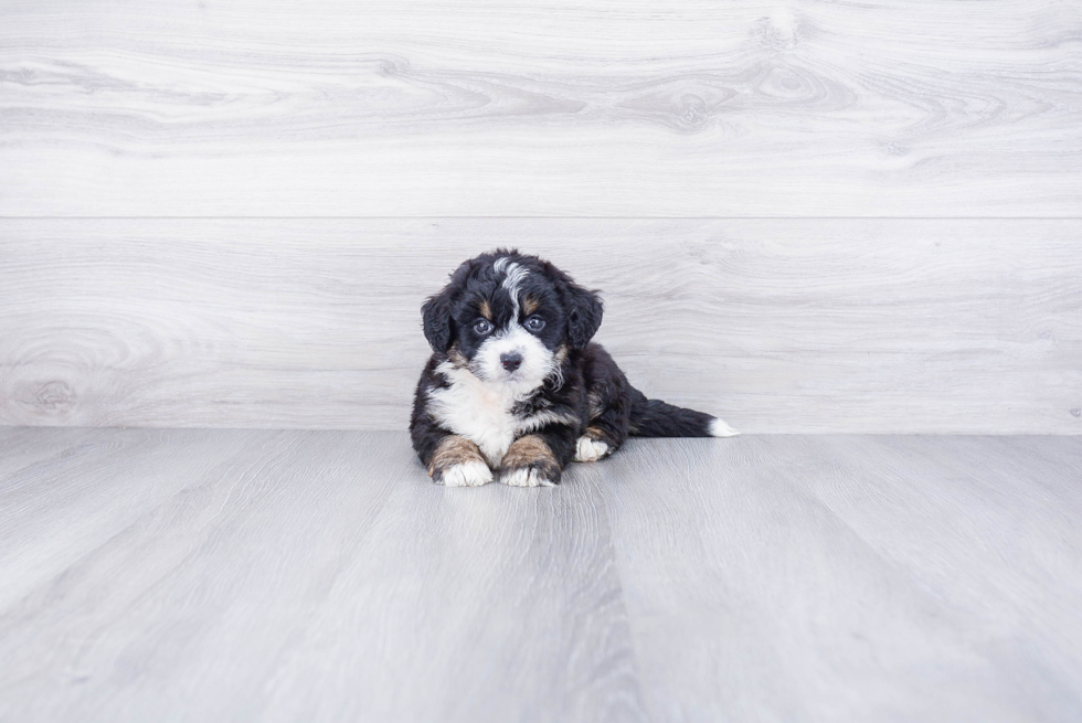 Little Bernadoodle Poodle Mix Puppy