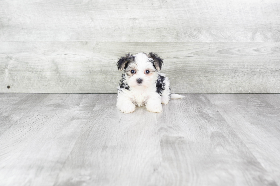 Best Morkie Baby