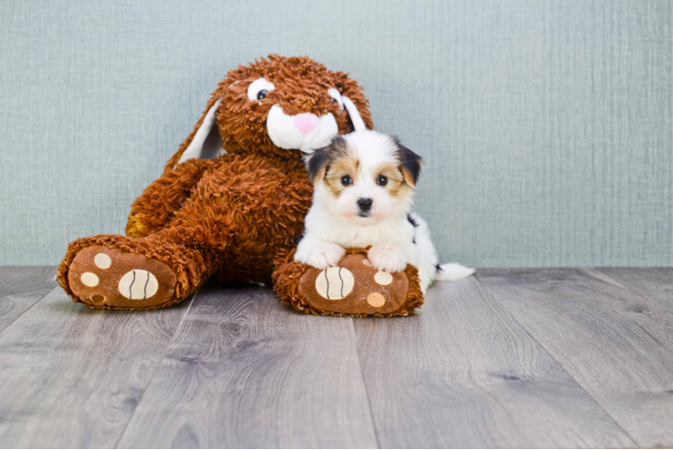 Morkie Pup Being Cute