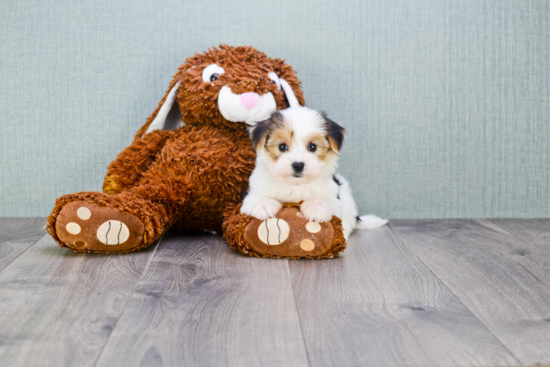 Morkie Pup Being Cute