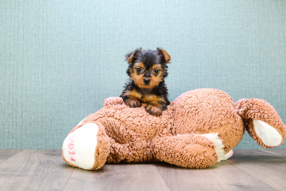 Meet Micro Teacup-Steph - our Yorkshire Terrier Puppy Photo 