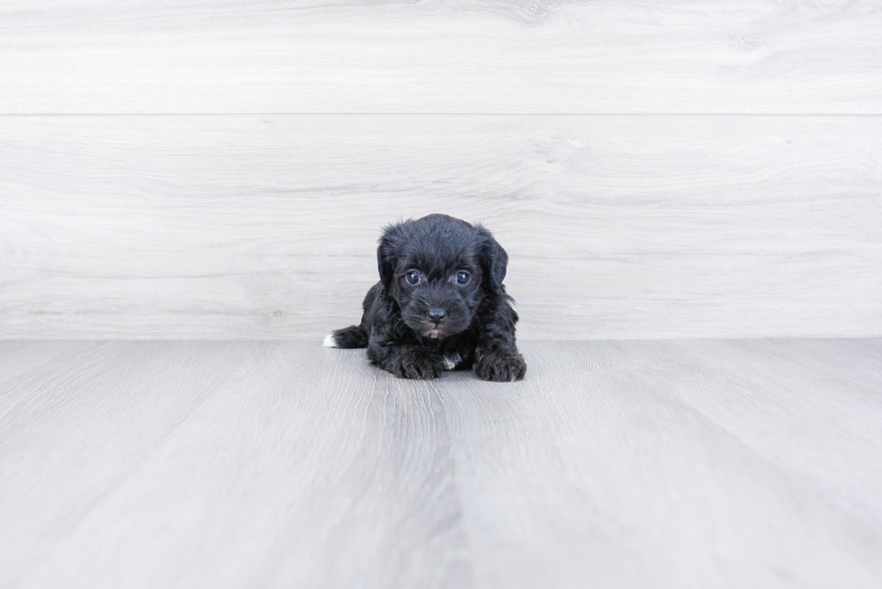 Friendly Morkie Baby