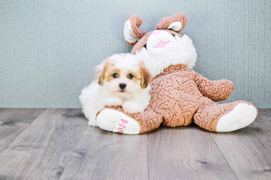 Energetic Shit Designer Puppy