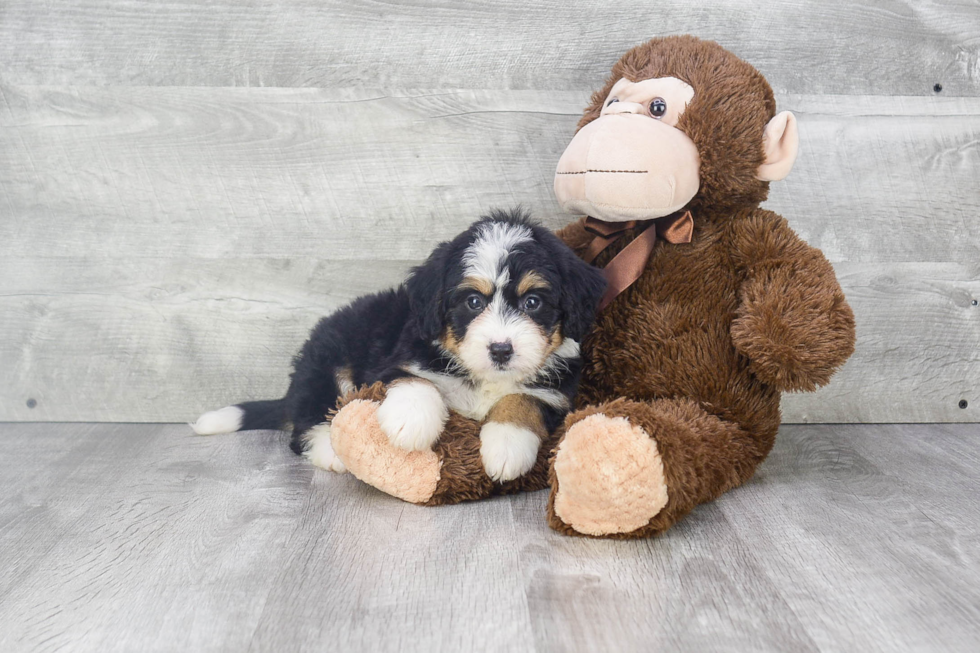 Small Mini Bernedoodle Baby