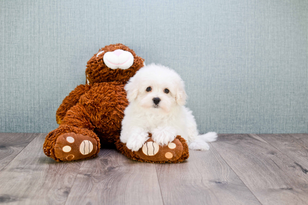 Best Maltipoo Baby