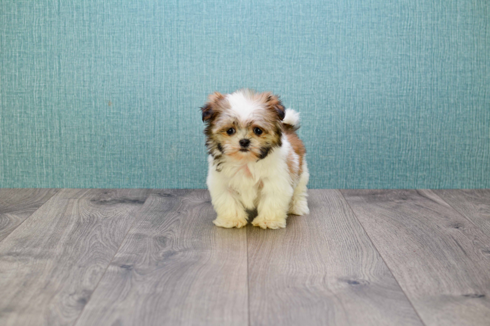 Teddy Bear Pup Being Cute