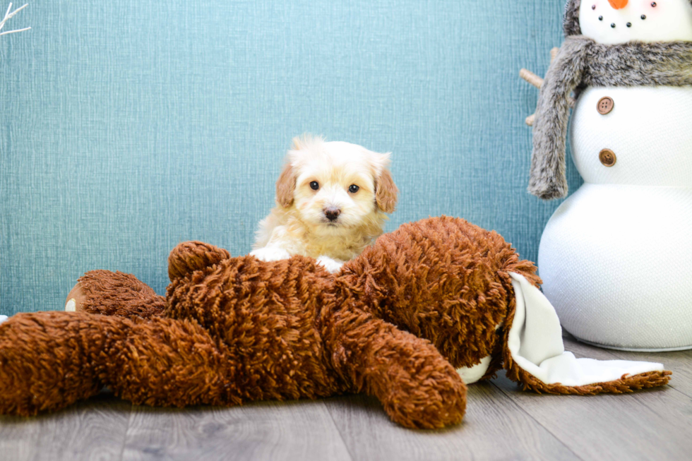Friendly Cavapoo Baby