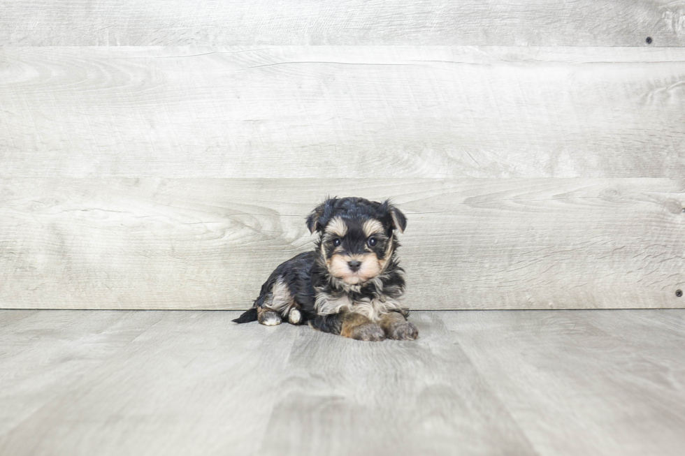 Popular Morkie Designer Pup