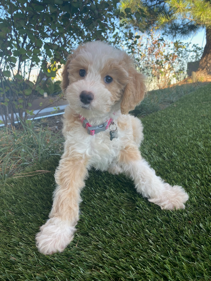 Energetic Sheep Dog Poodle Mix Pup