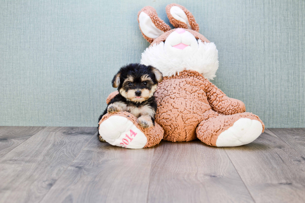 Energetic Yorkie Designer Puppy
