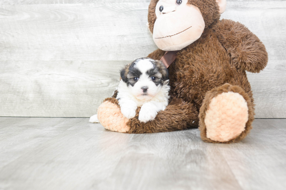 Teddy Bear Puppy for Adoption