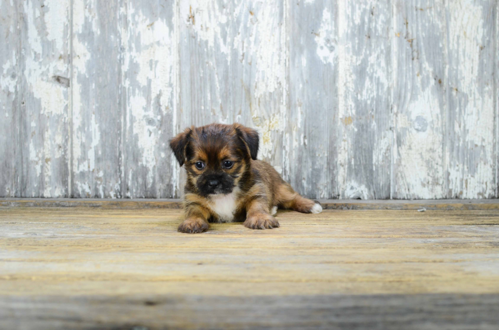 Shorkie Puppy for Adoption