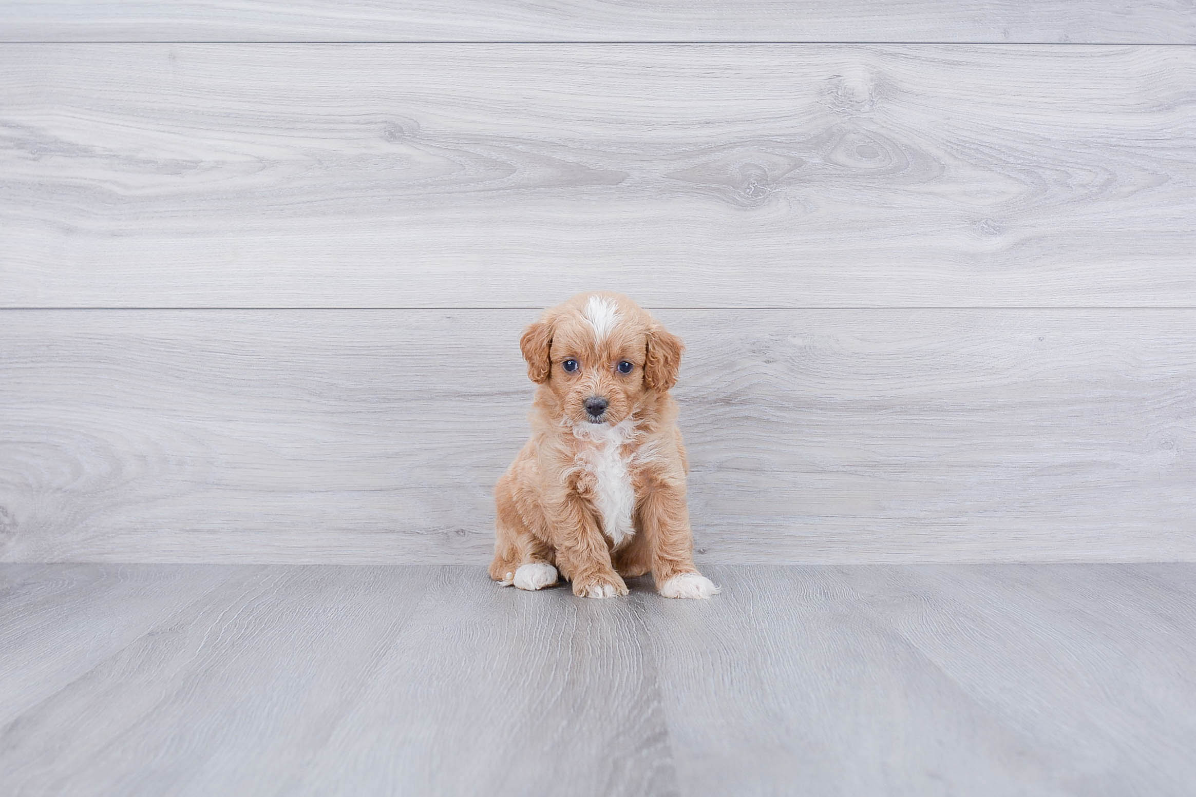 Best Mini Goldendoodle Baby
