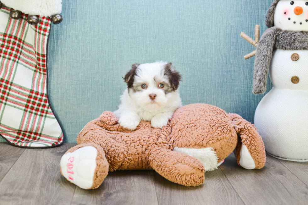 Best Havanese Baby