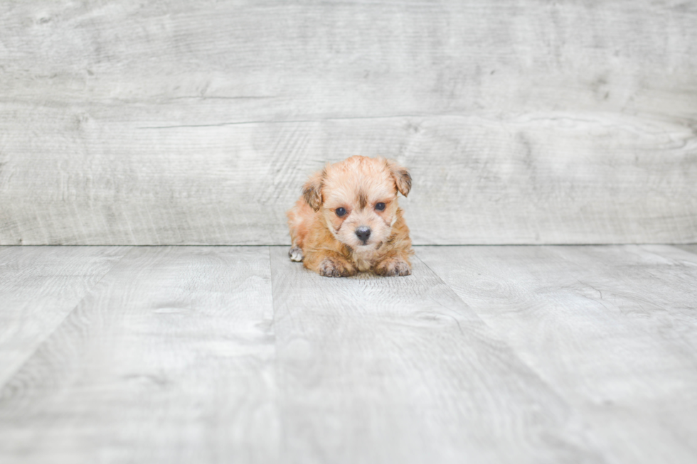 Morkie Puppy for Adoption