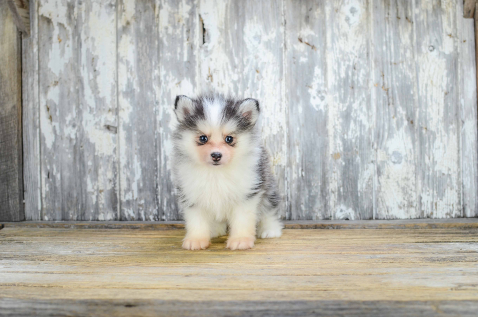 Pomsky Pup Being Cute