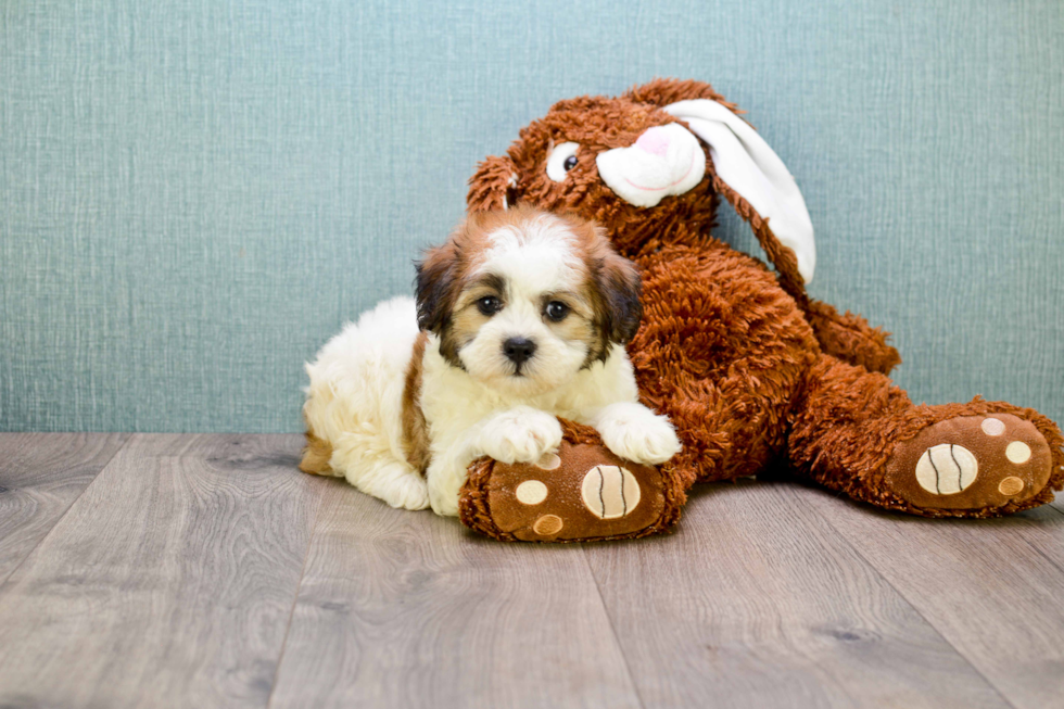 Funny Teddy Bear Designer Pup