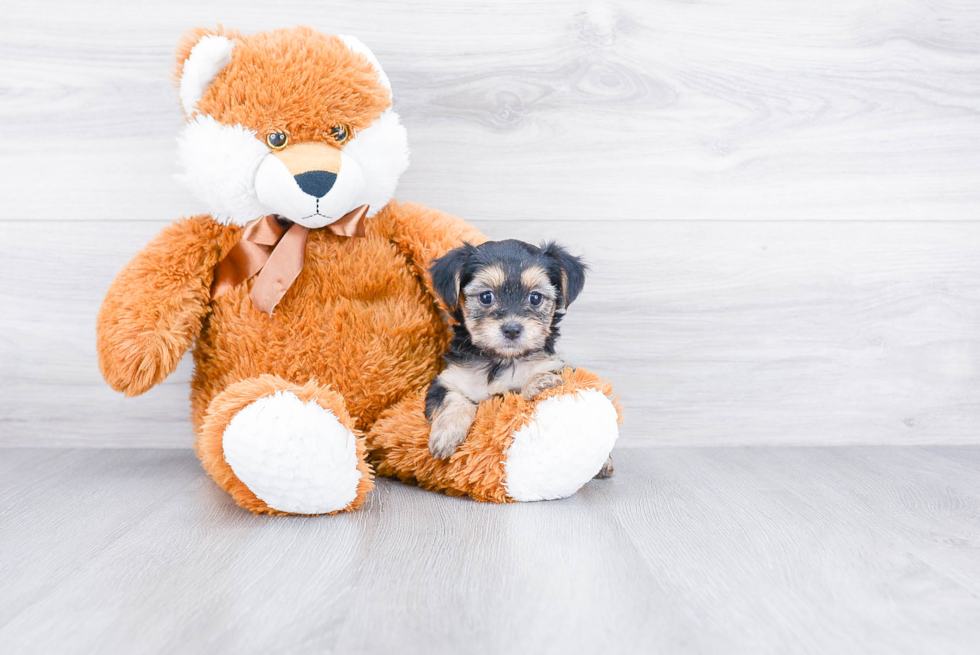 Morkie Pup Being Cute