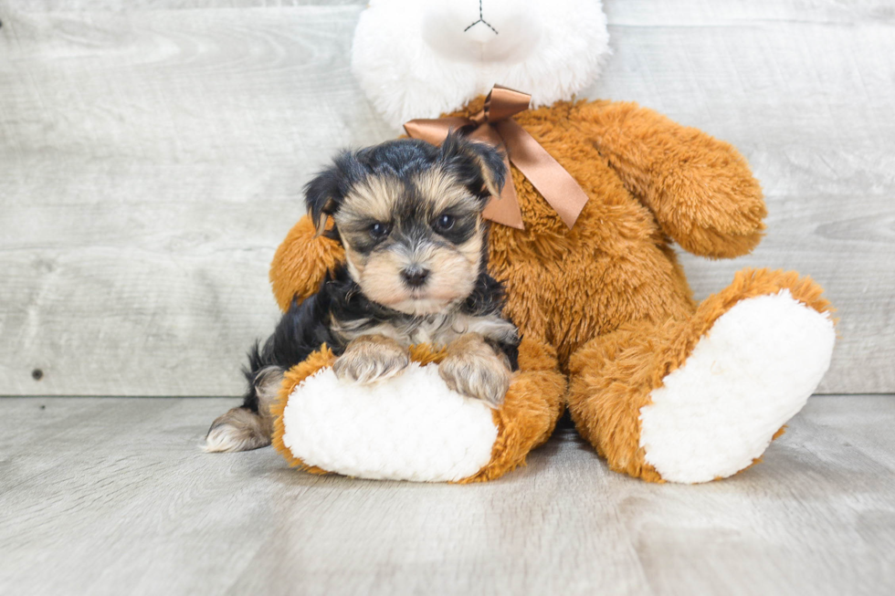 Morkie Pup Being Cute