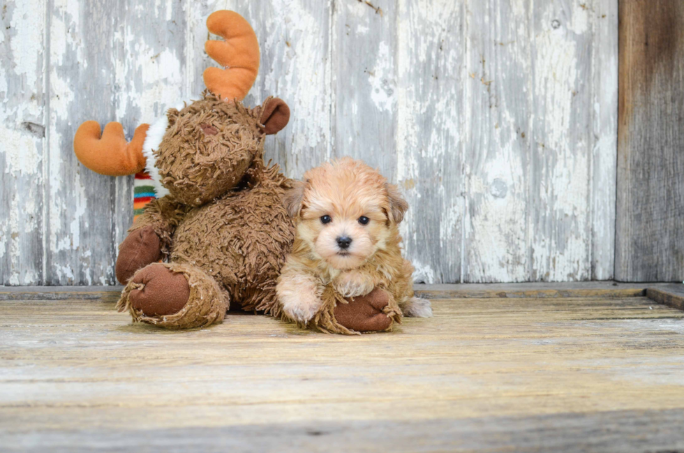 Best Morkie Baby