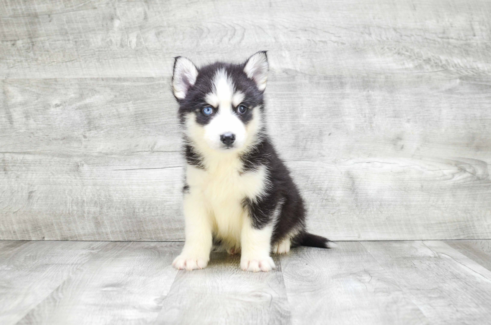 Sweet Pomsky Baby