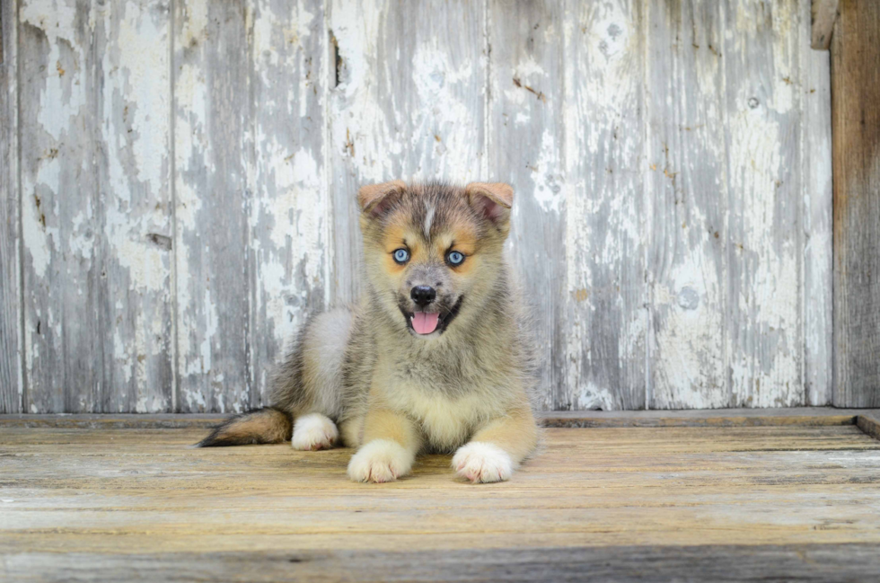 Cute Pomsky Baby