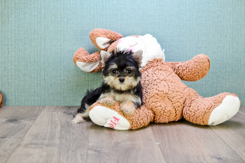 Smart Morkie Designer Pup