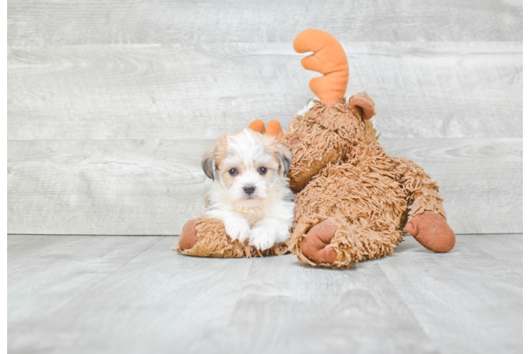 Fluffy Morkie Designer Pup