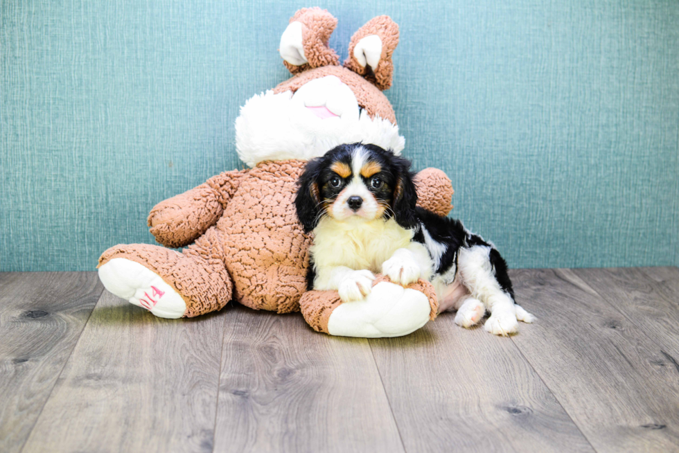 Cavalier King Charles Spaniel Puppy for Adoption