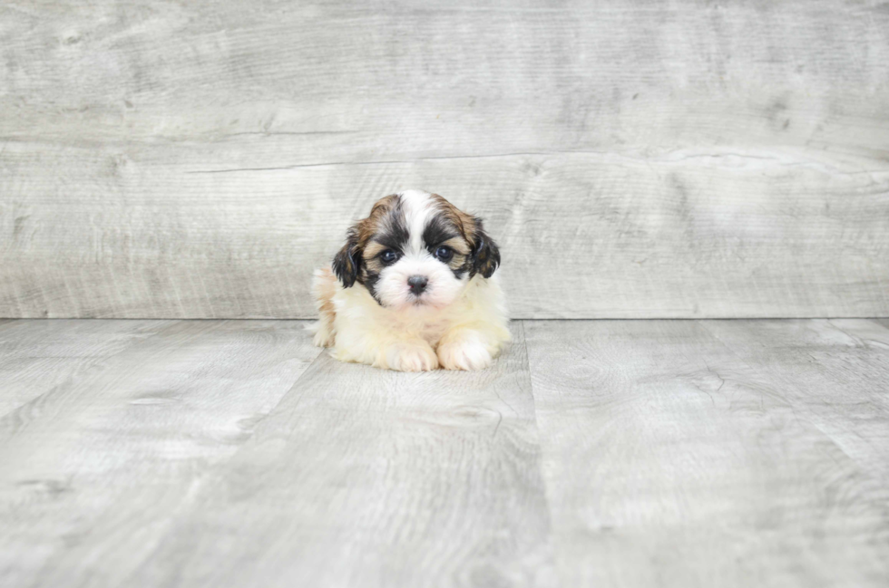 Popular Teddy Bear Designer Pup