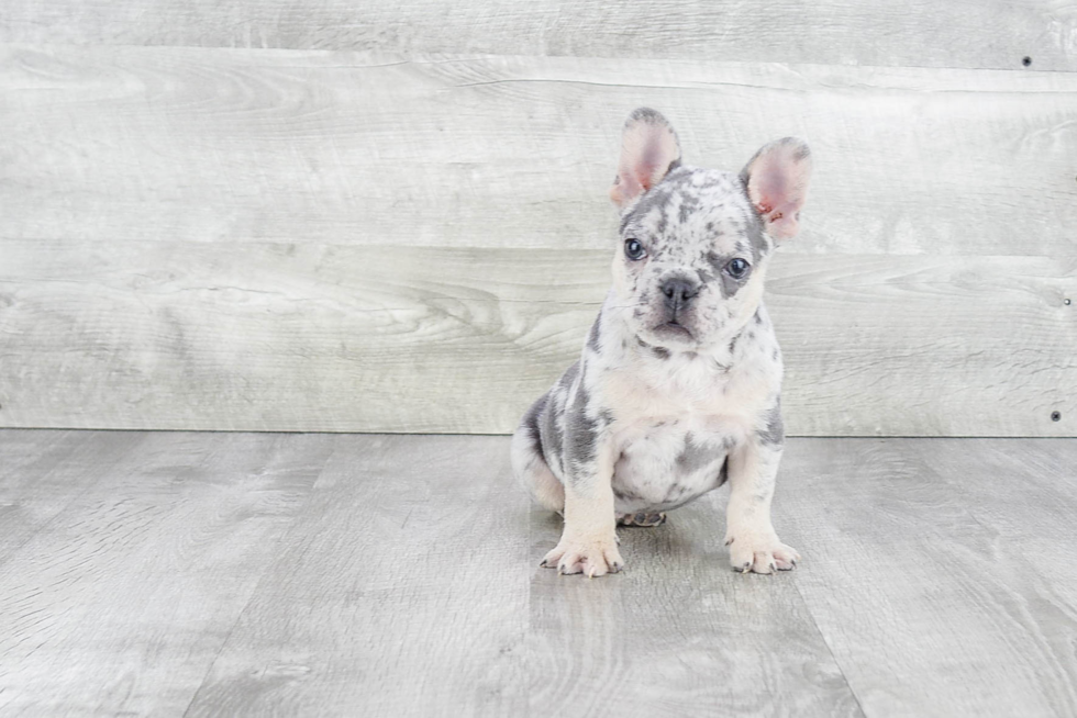 French Bulldog Pup Being Cute