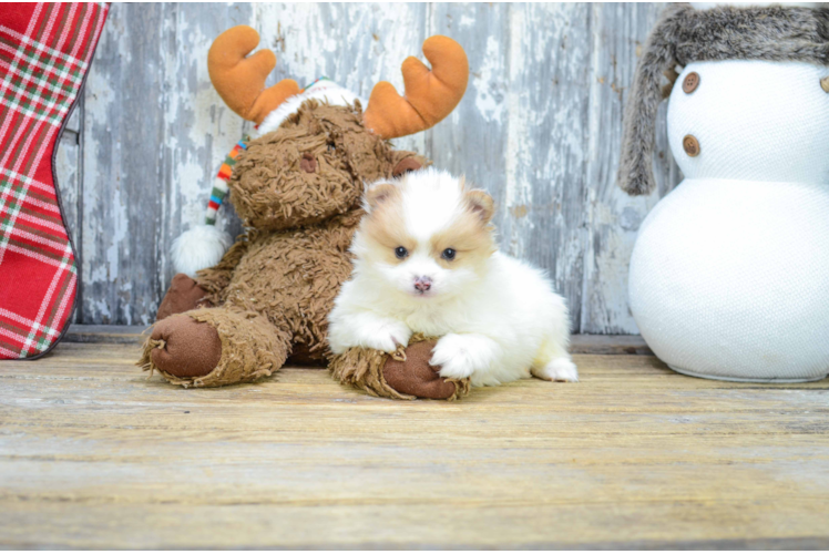 Best Pomeranian Baby