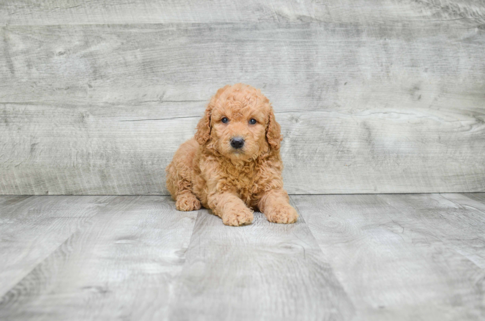 Adorable Golden Retriever Poodle Mix Puppy