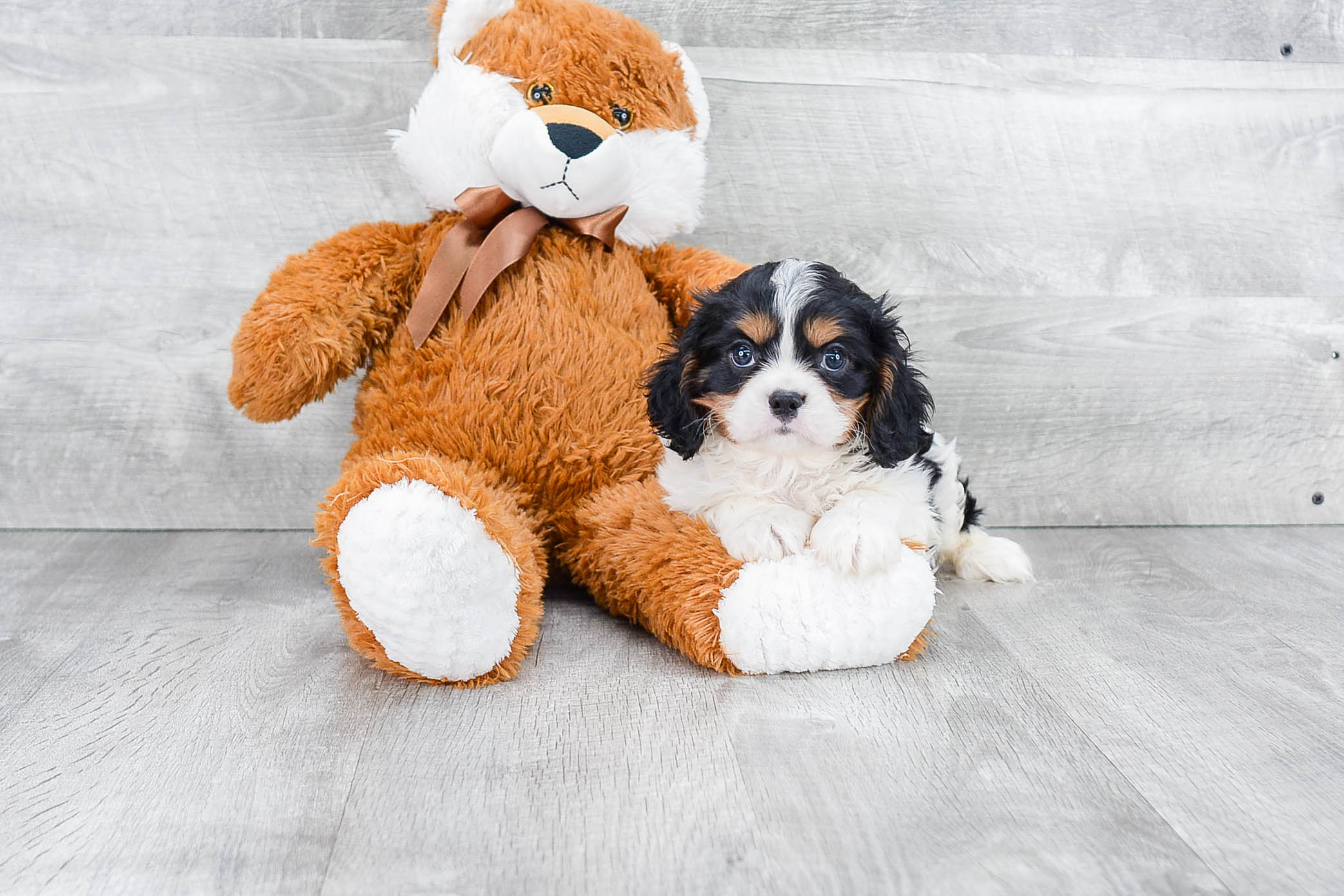Best Cavalier King Charles Spaniel Baby