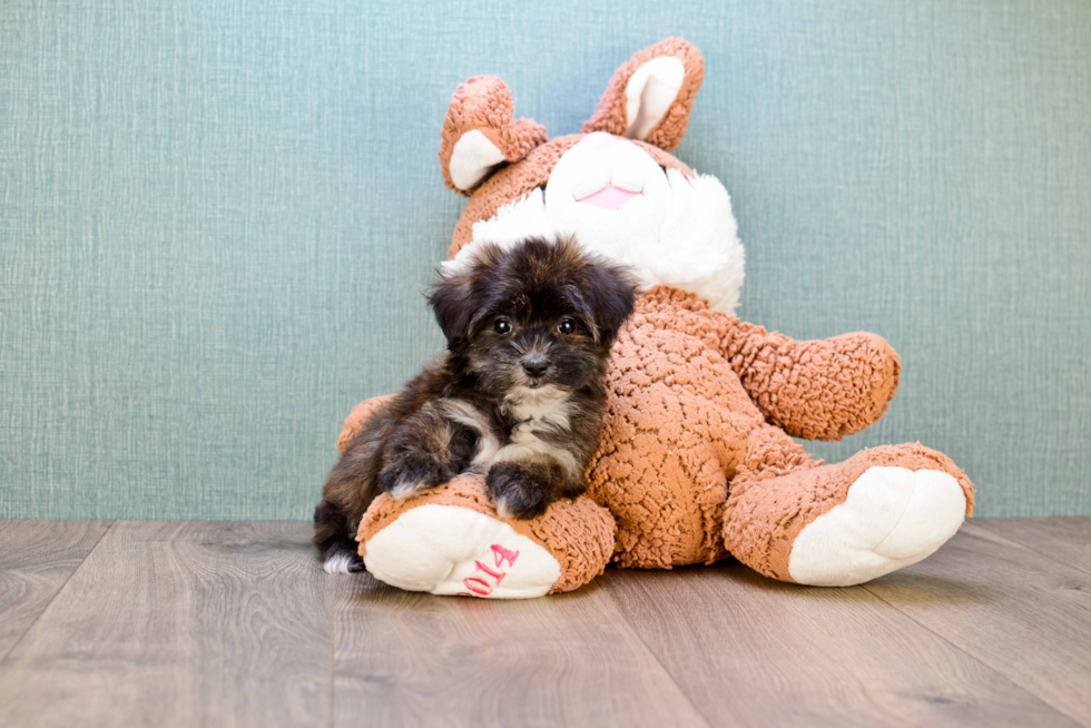 Friendly Morkie Baby