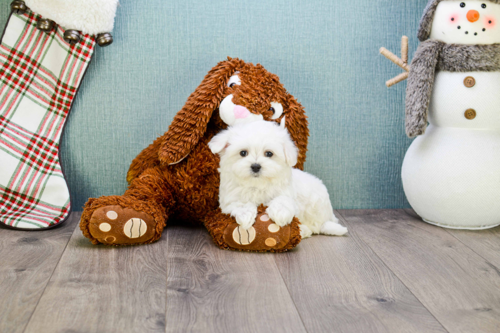 Maltese Pup Being Cute
