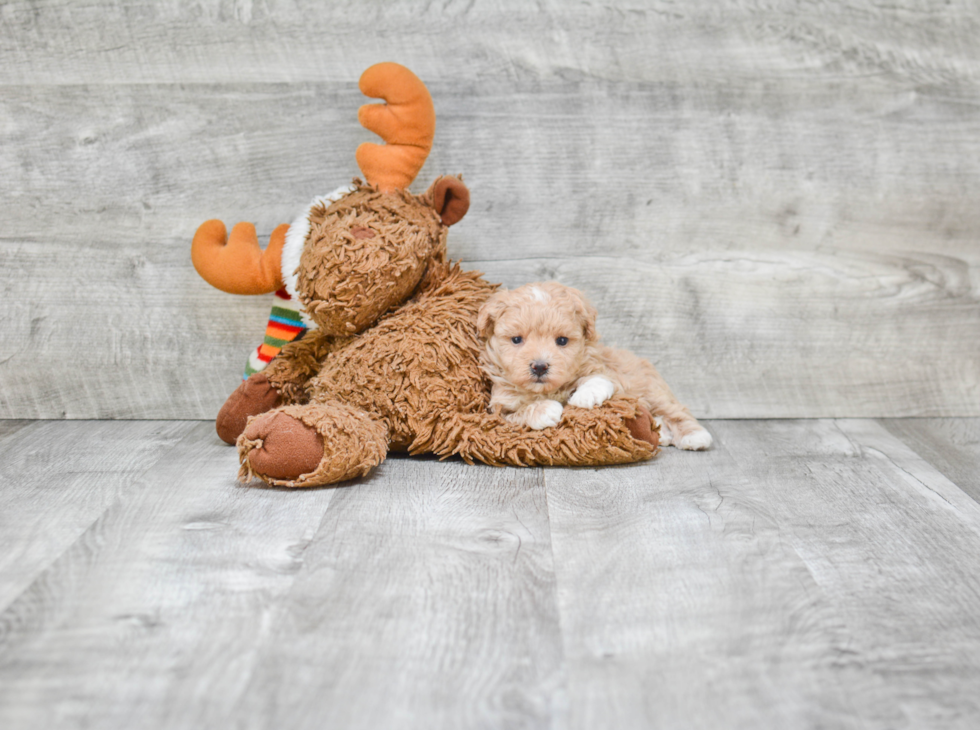 Maltipoo Pup Being Cute