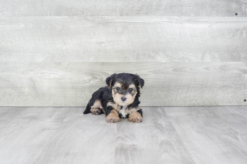 Fluffy Morkie Designer Pup