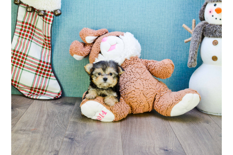 Morkie Pup Being Cute