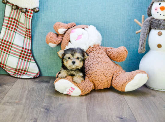 Morkie Pup Being Cute
