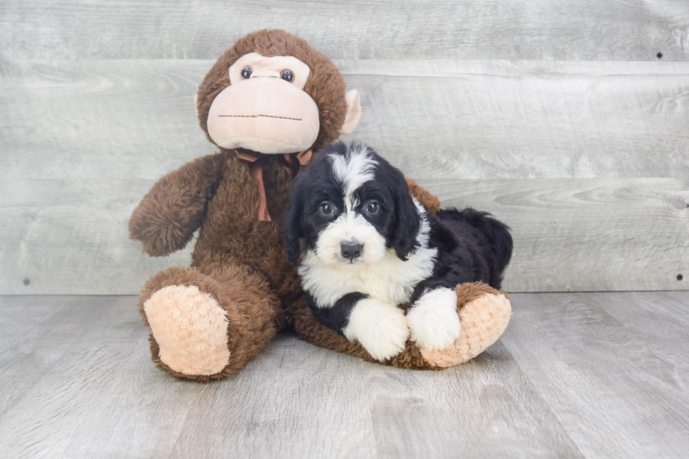 Best Mini Bernedoodle Baby