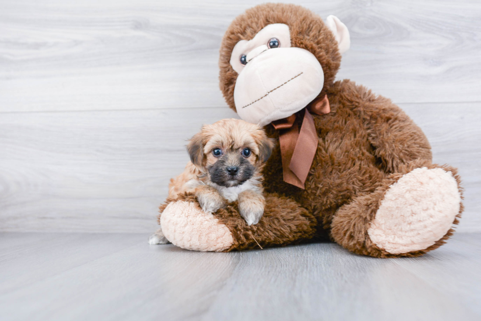 Morkie Puppy for Adoption