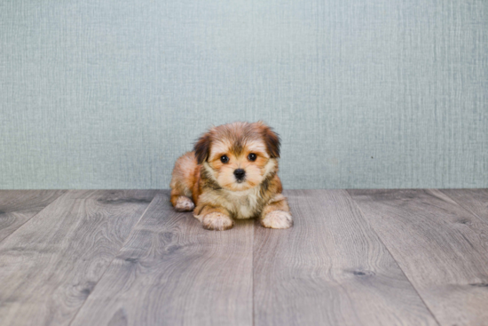 Adorable Yorkie Designer Puppy