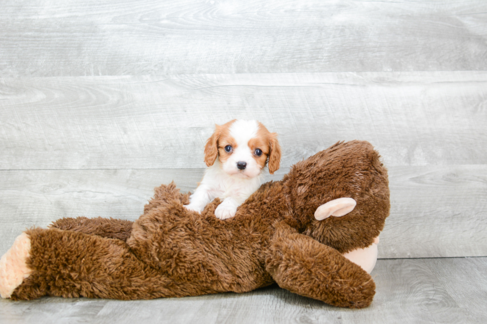 Best Cavalier King Charles Spaniel Baby