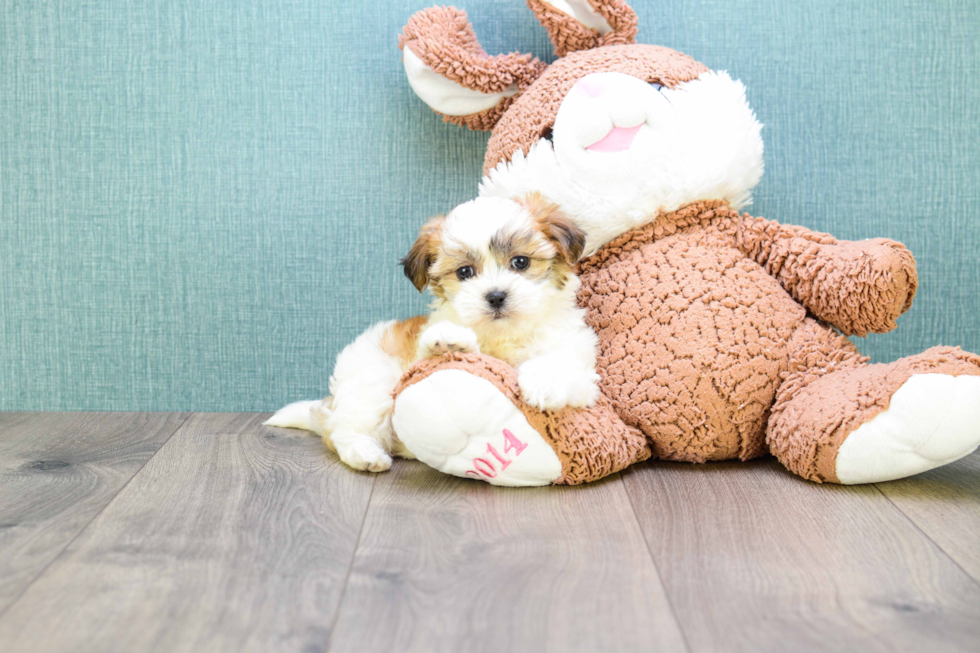 Petite Teddy Bear Designer Pup