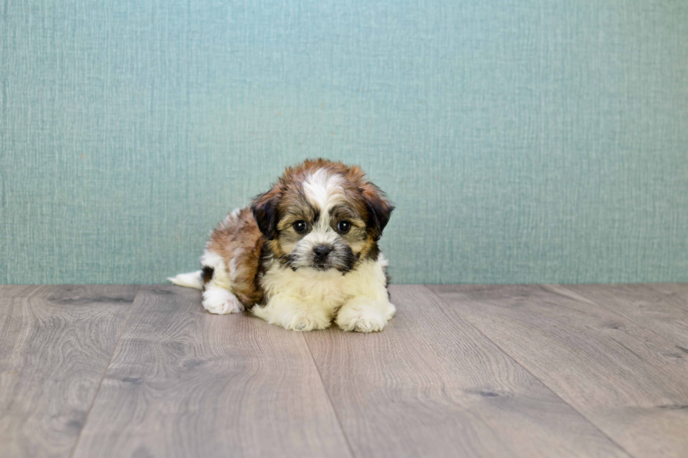 Teddy Bear Puppy for Adoption