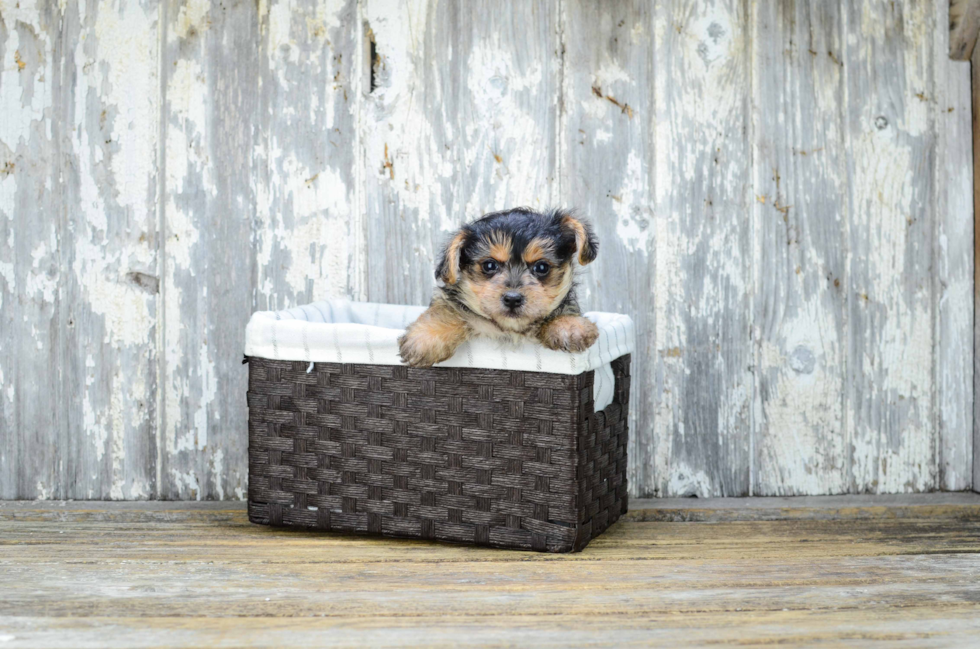Adorable Yorkie Doodle Poodle Mix Puppy